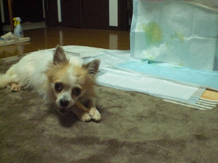 d0169340_21594779.jpg