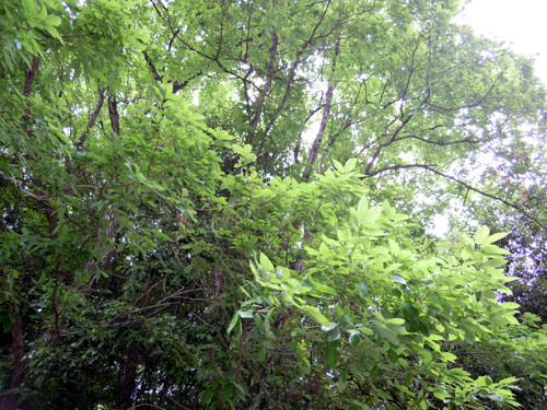 e0034047_171883.jpg