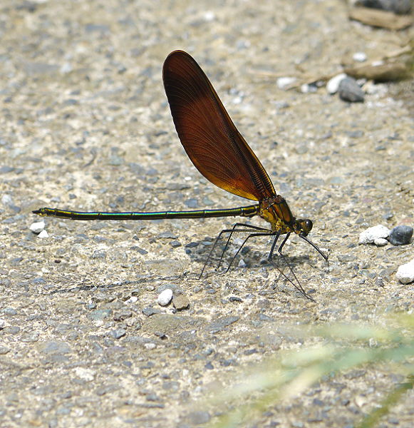 d0091754_18563427.jpg