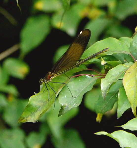 d0091754_1901039.jpg
