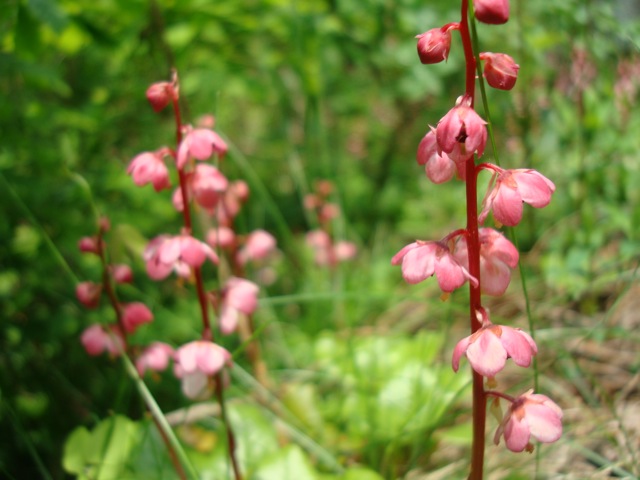 f0198556_15433713.jpg