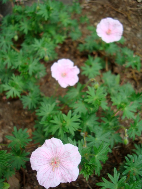 f0198556_16295633.jpg