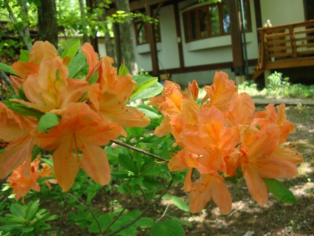 f0198556_17275456.jpg