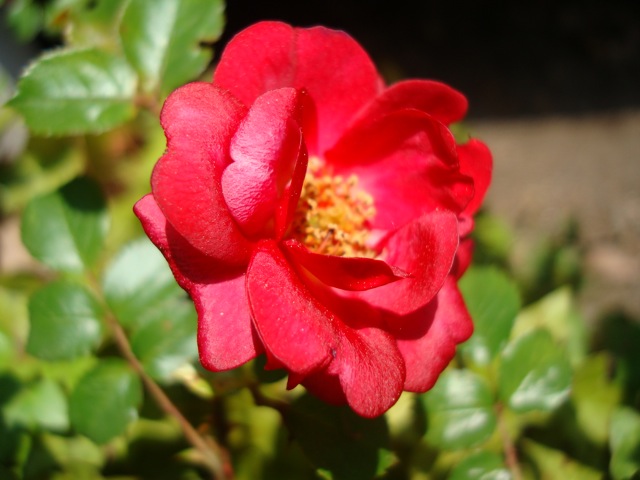 f0198556_17312747.jpg