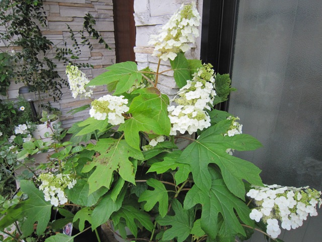 c0202870_8145216.jpg