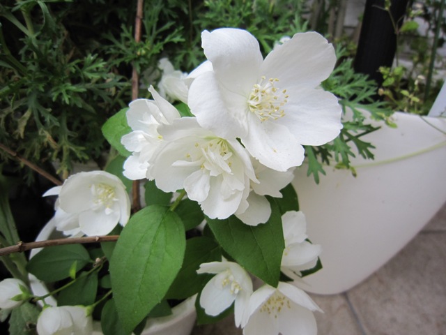 c0202870_8203216.jpg
