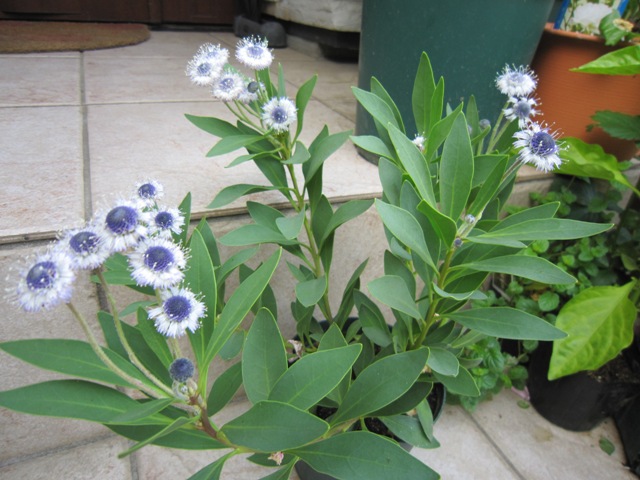 c0202870_8233042.jpg