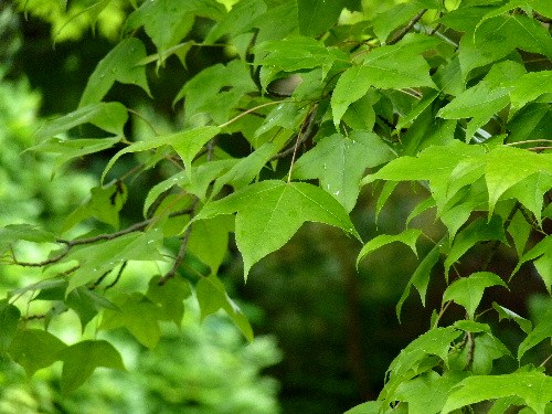 d0084473_20172720.jpg