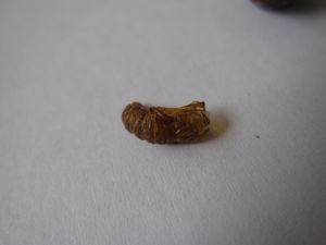 c0188178_13302496.jpg