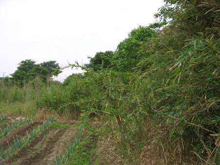 d0000995_2383519.jpg