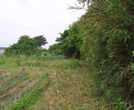 d0000995_2385233.jpg