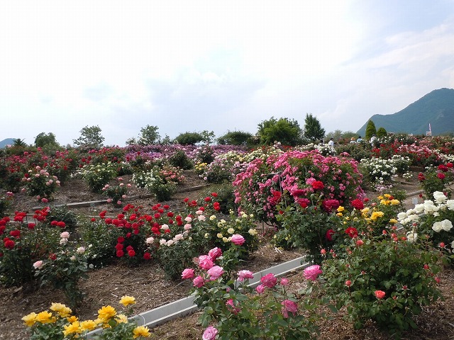 c0117007_22371086.jpg