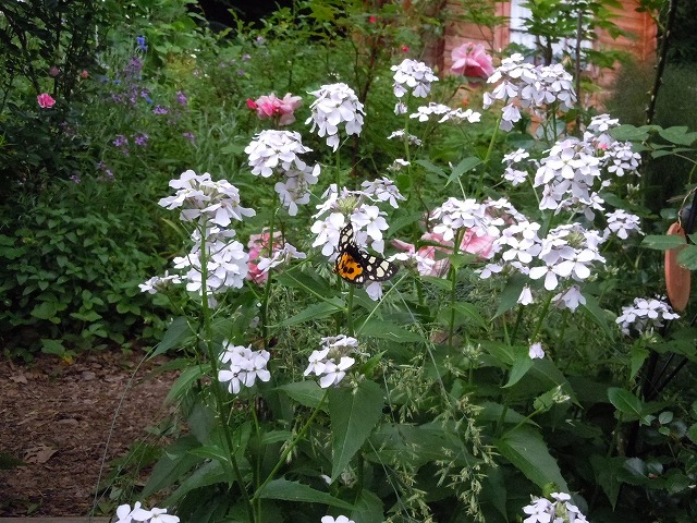c0117007_22454494.jpg
