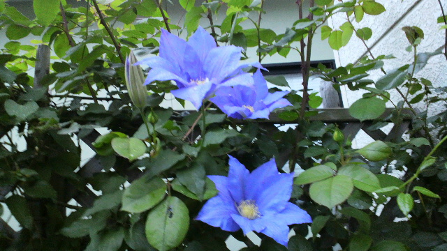 b0035611_19272624.jpg