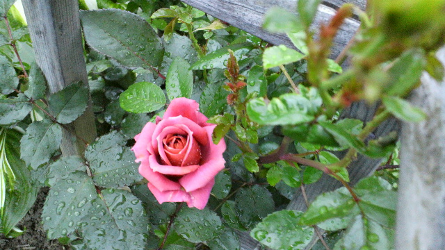 b0035611_1927264.jpg