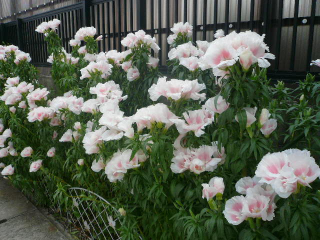 e0026017_14345224.jpg
