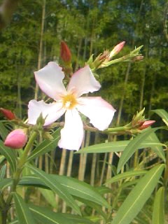 d0024220_18101965.jpg