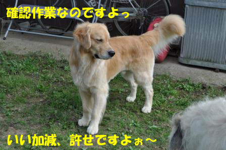 f0176830_1747189.jpg