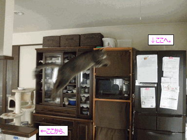 c0136736_18305656.gif