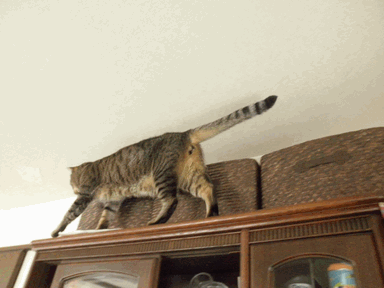 c0136736_18311265.gif