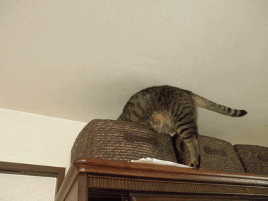 c0136736_18313157.gif