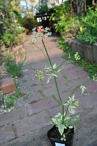 e0159050_22191277.jpg