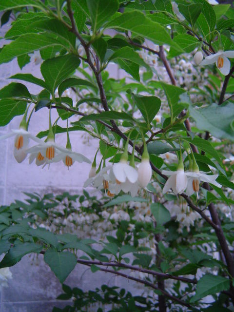 c0172261_9475499.jpg