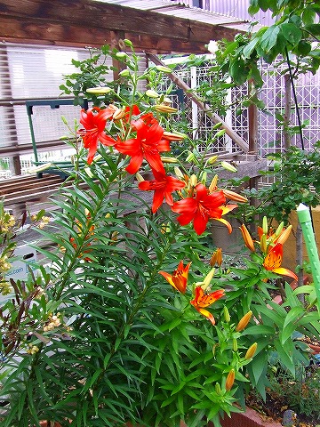 a0104162_22512295.jpg