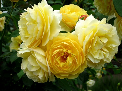 b0145863_11184057.jpg