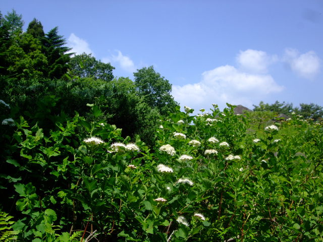 f0100593_16205988.jpg
