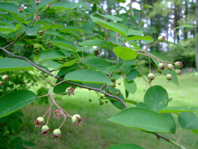 f0100593_1622011.jpg