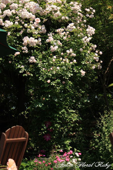 d0001008_11162581.jpg