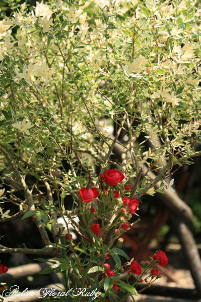 d0001008_1124175.jpg