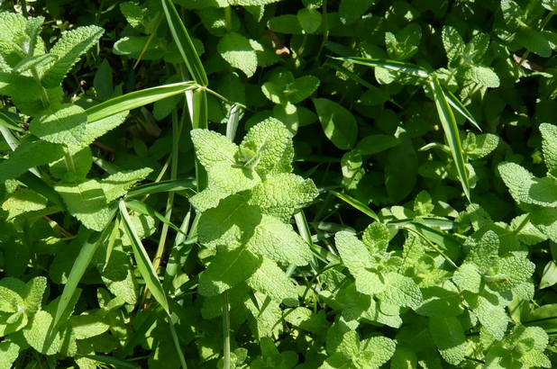 f0221708_2024269.jpg
