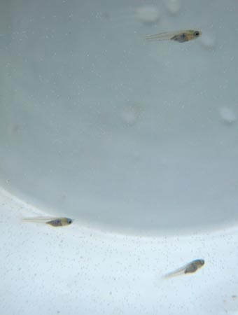 e0097534_1525968.jpg