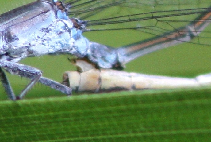 c0172139_11331324.jpg