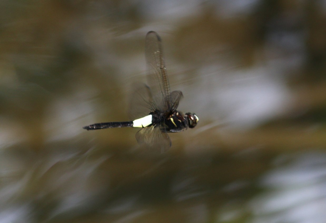 c0172139_11574510.jpg