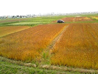 c0172139_1282395.jpg