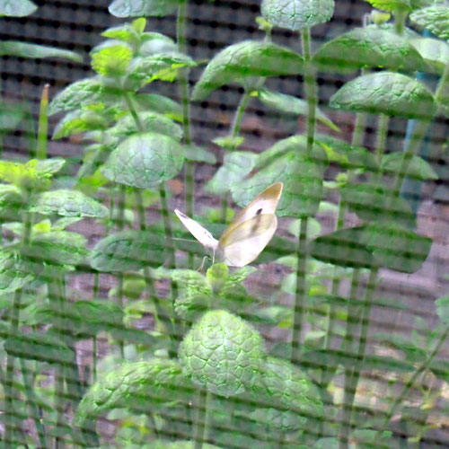 e0034047_23321057.jpg
