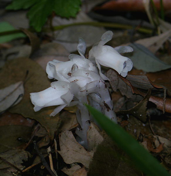 d0091754_16545829.jpg