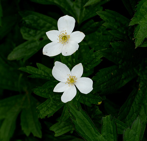 d0091754_17185041.jpg