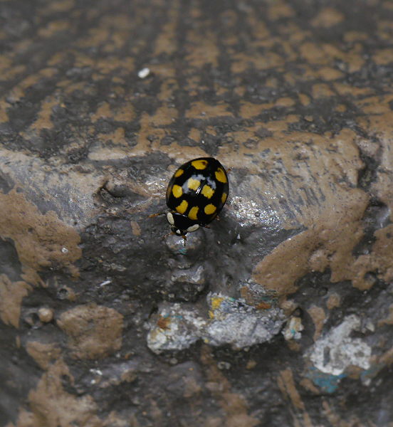 d0091754_19225787.jpg