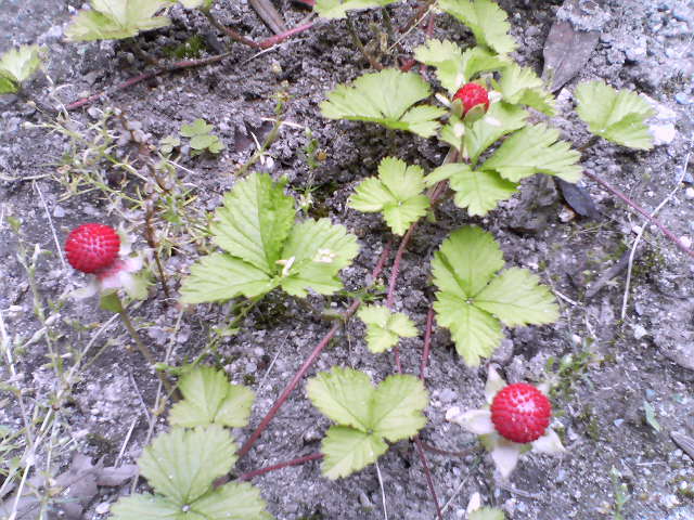 d0131255_841502.jpg