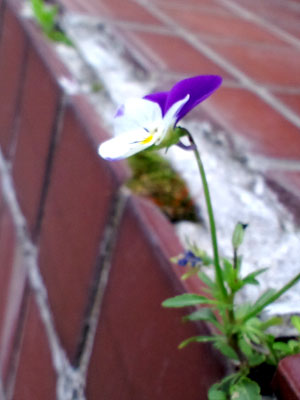 c0050264_11143351.jpg