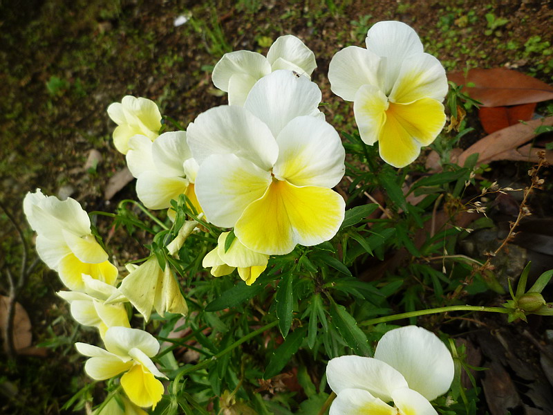 c0138198_8205237.jpg