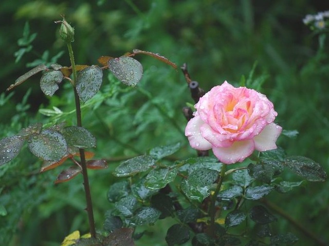 e0025300_11523376.jpg
