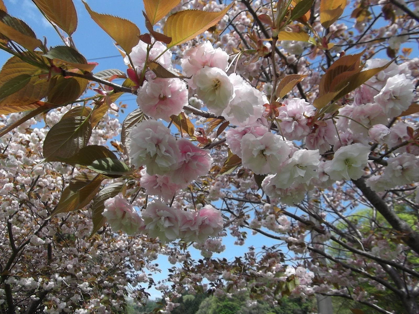 a0203003_21175131.jpg
