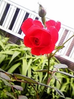 e0098908_22252453.jpg