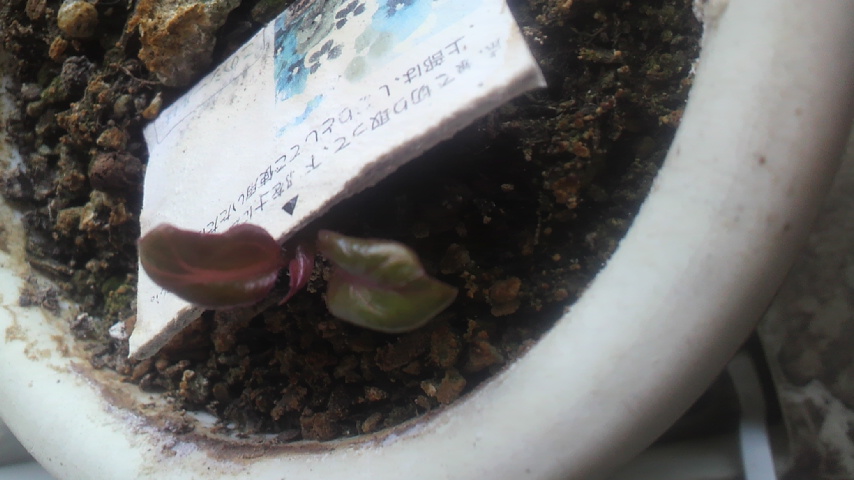 c0048121_25282.jpg