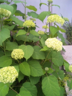 c0214933_2119130.jpg